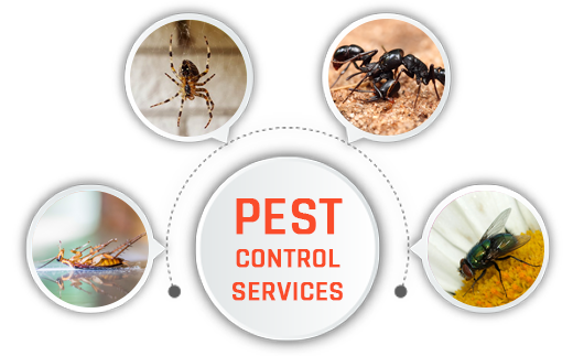 Fly Control Treatment-in-seawood