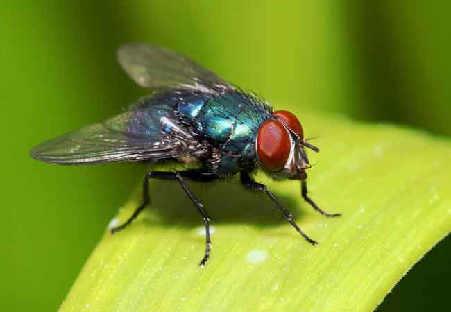 Fly Control Treatment